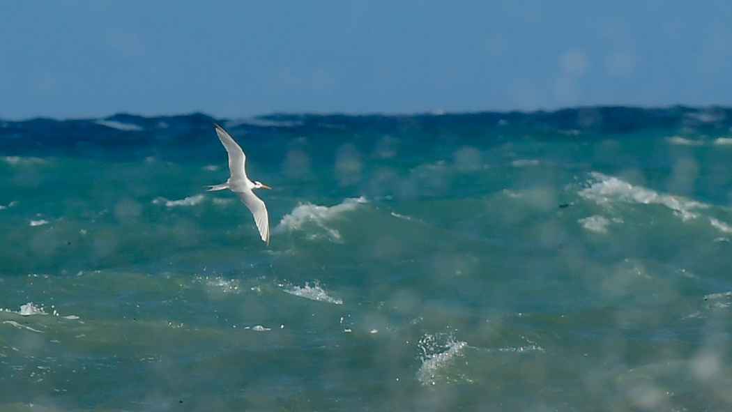 Lesser Crested Tern